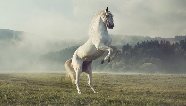 اسب سفید وحشی