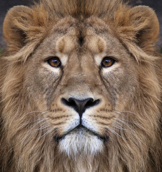 صورت یک شیر آسیایی پادشاه جانوران بزرگترین گربه جهان مستقیم به دوربین نگاه می کند خطرناک ترین و قدرتمندترین شکارچی جهان زیبایی اصیل طبیعت وحشی