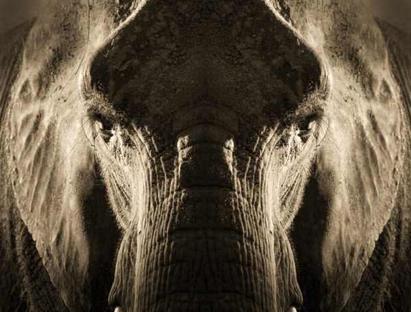 این رندر هنری از پرتره فیل با نور پشتی قوی و چشمگیر تصویری قدرتمند ایجاد می کند این تصویر متقارن به طور هدفمند با انعکاس چهره این فیل ایجاد شده است