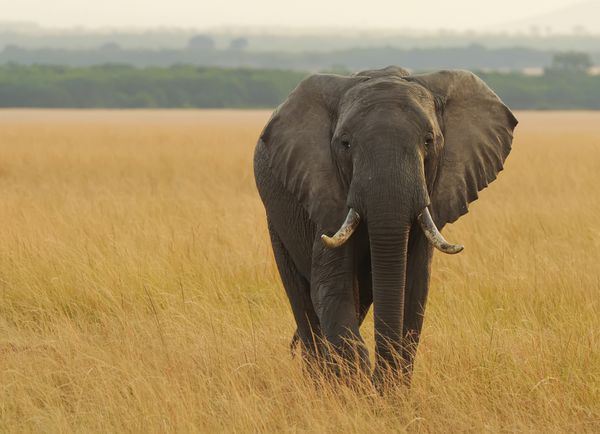 کنیا - 12 آگوست یک فیل آفریقایی Loxodonta africana در سافاری ذخیره‌گاه ملی Masai Mara در جنوب غربی کنیا