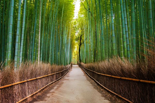 جنگل بامبو در ژاپن آراشیاما کیوتو