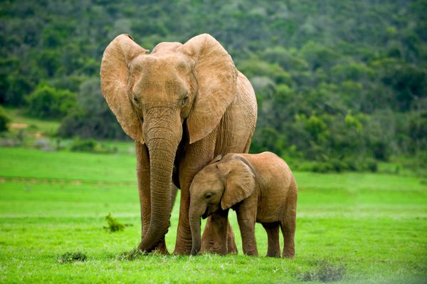 یک فیل جوان درست در کنار یک فیل بالغ