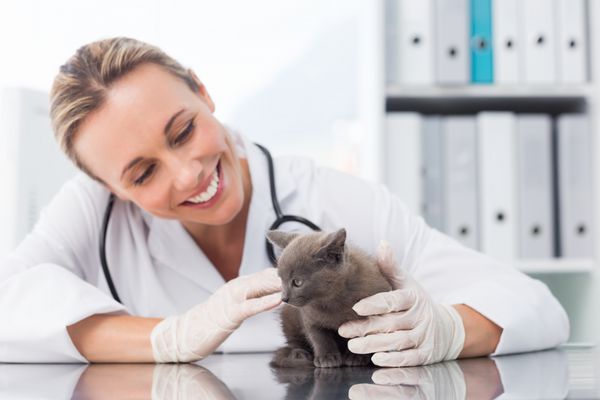 دامپزشک زن خوشحال در حال معاینه بچه گربه در کلینیک