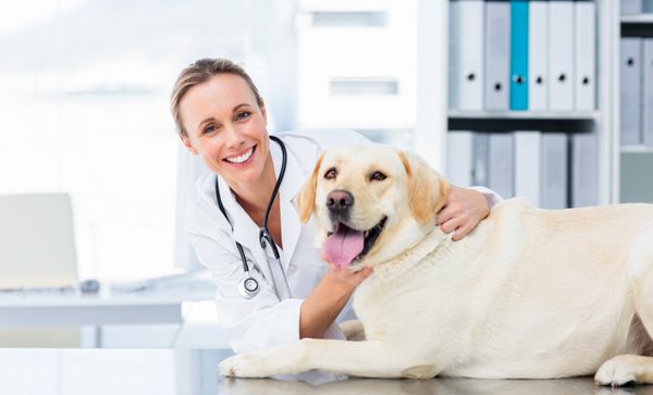 پرتره دامپزشک زن در حال معاینه سگ در بیمارستان