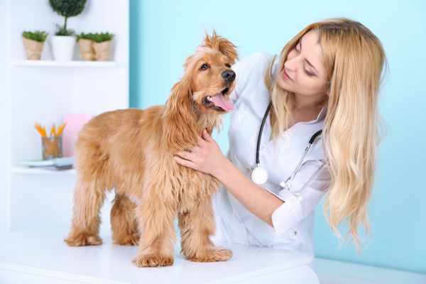 دامپزشک زن جوان زیبا در حال معاینه سگ در کلینیک