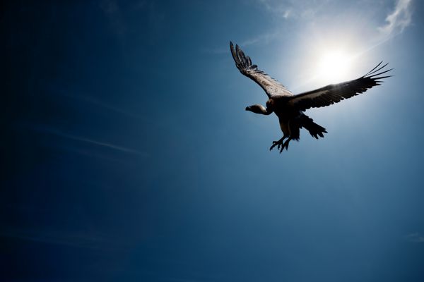 کرکس در حال پرواز در مقابل خورشید با آسمان آبی کامپوزیت دیجیتال