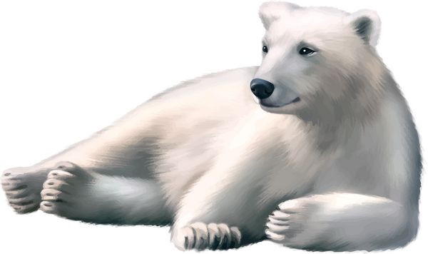 تصویر خرس قطبی در حال استراحت جدا شده در زمینه سفید
