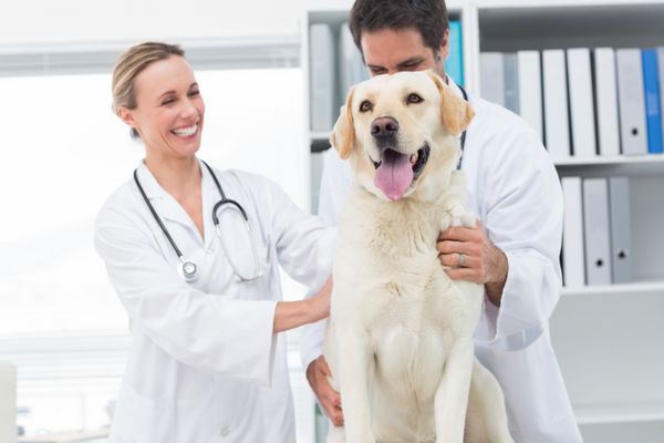 دامپزشکان خوشحال در حال معاینه سگ در کلینیک