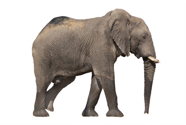 نمای جانبی فیل در حال راه رفتن در پس زمینه سفید