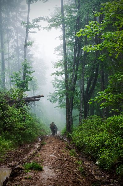 مه عمیق در جنگل کارپات های اوکراین