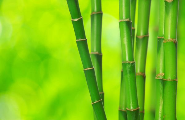 بامبو سبز جدا شده در پس زمینه سبز