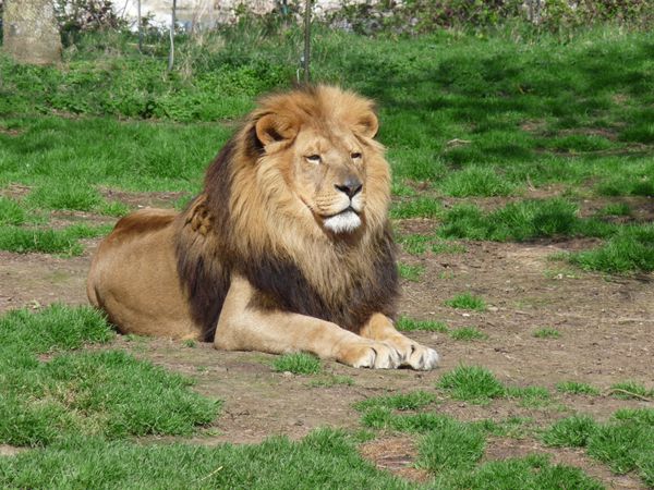 یک شیر مغرور که در چمن نشسته است