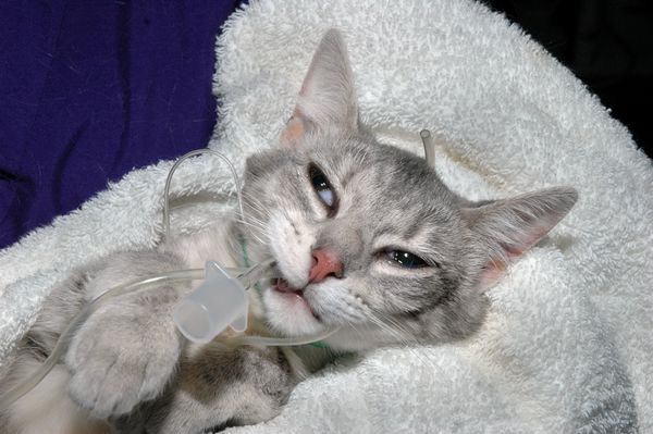 بچه گربه بعد از جراحی با لوله تراشه که هنوز داخل آن است