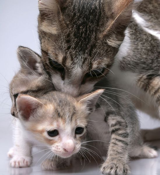 بچه گربه ها با مادرش بازی می کنند
