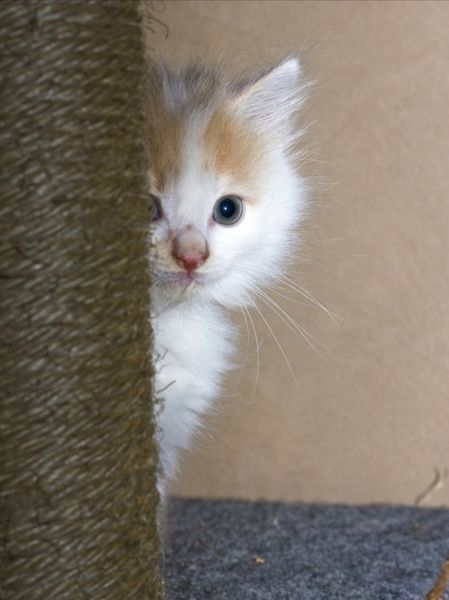 بچه گربه سفید کوچکی که پشت میله خراش پنهان شده است