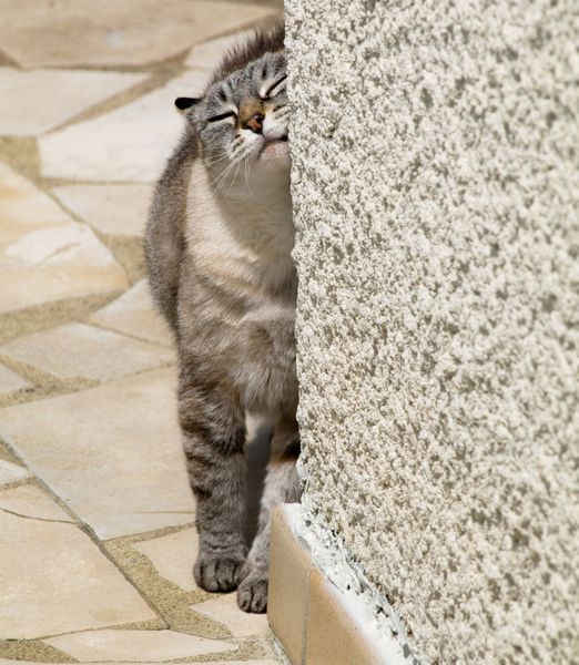 گربه جوان در حال خاراندن به دیوار گوشه ای