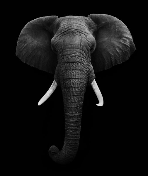 سر فیل جدا شده است