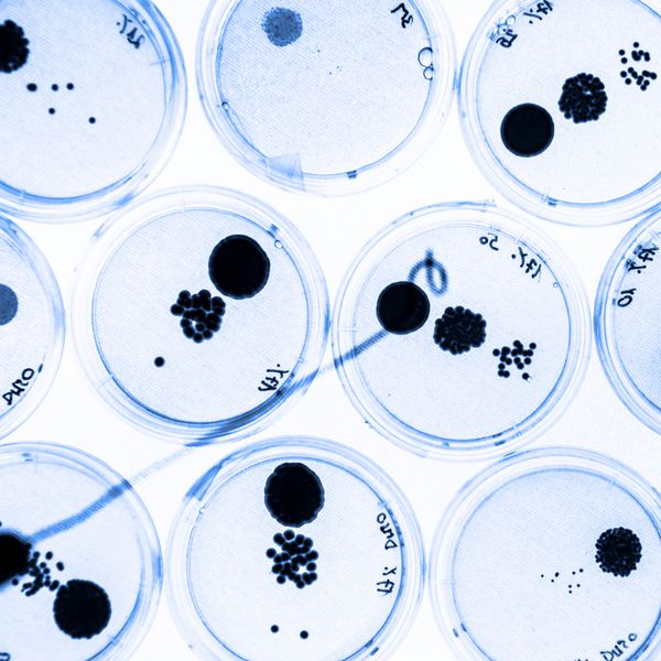 رشد باکتری در ظروف پتری روی ژل آگار به عنوان بخشی از آزمایش علمی