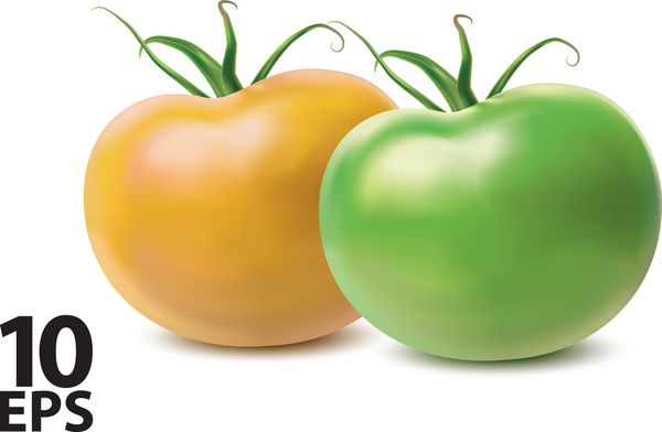 گوجه فرنگی زرد و سبز جدا شده روی سفید بردار