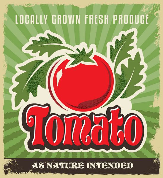 پوستر تبلیغاتی قدیمی گوجه فرنگی - طراحی تابلو و برچسب فلزی بافت قابل جابجایی اعمال شد وکتور برای گوجه فرنگی تازه