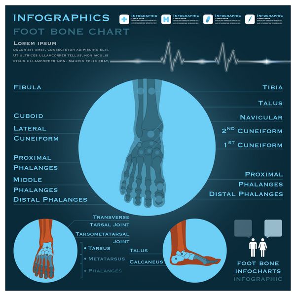 اینفوگرافیک استخوان پا پیشینه علوم بهداشتی و پزشکی