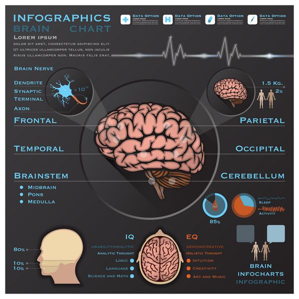 الگوی طراحی نمودار اطلاعات پزشکی سیستم آناتومی مغز و عصبی