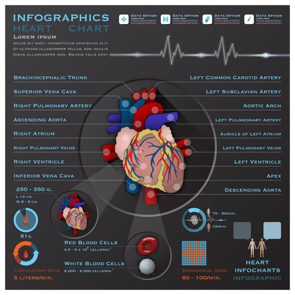 الگوی طراحی اینفوچارت اینفوگرافیک سیستم آناتومی قلب و خون