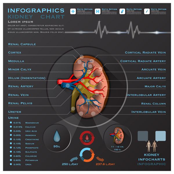 الگوی طراحی اینفوچارت اینفوگرافیک پزشکی آناتومی کلیه