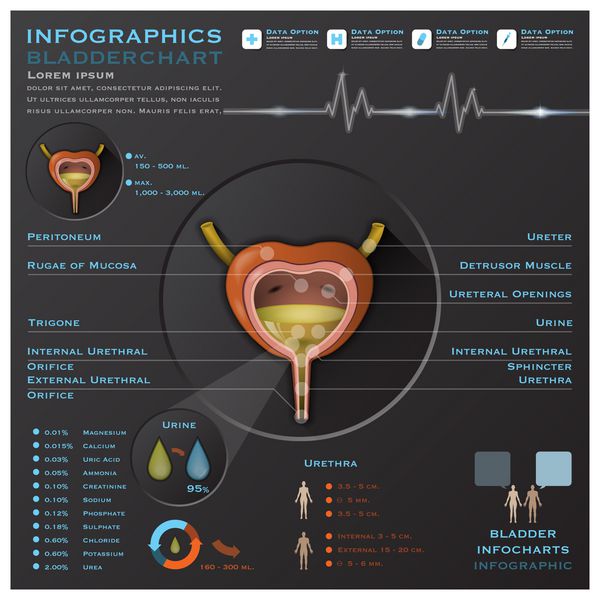 الگوی طراحی اینفوچارت اینفوگرافیک پزشکی مثانه و ادرار