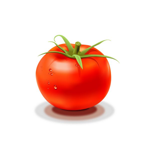 تصویرگر وکتور گوجه فرنگی قرمز با قطرات آب جدا شده