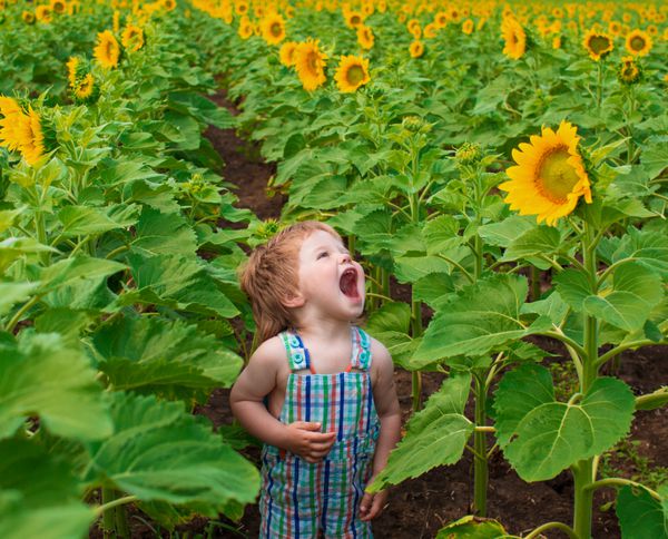 پسر بچه با گل آفتابگردان در مزرعه