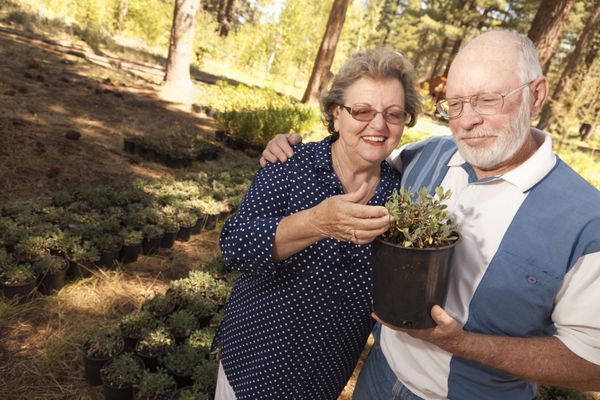 زوج سالمند جذاب مشرف به گیاهان گلدانی در نهالستان