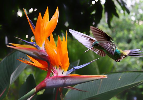 پرواز مرغ مگس خوار در گل Strelitzia