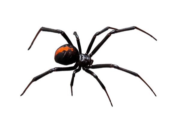 عنکبوت پشت قرمز یا بیوه سیاه Latrodectus hasselti جدا شده روی سفید