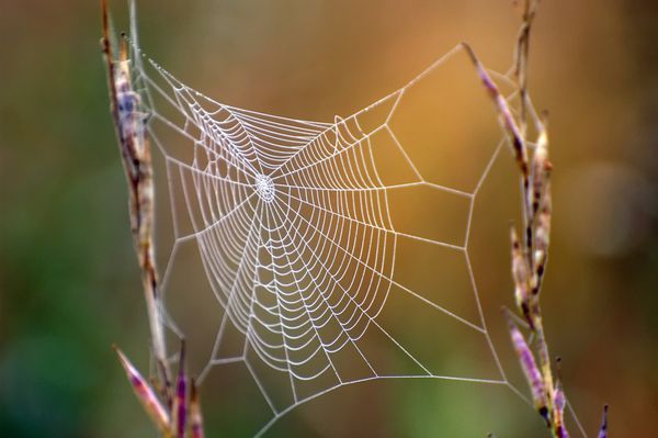 نمای نزدیک از رشته های یک تار عنکبوت