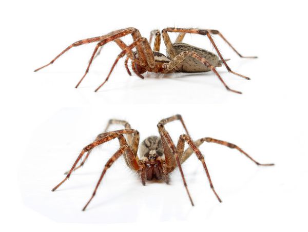 عنکبوت دوره گرد Tegenaria Agrestis جدا شده روی سفید
