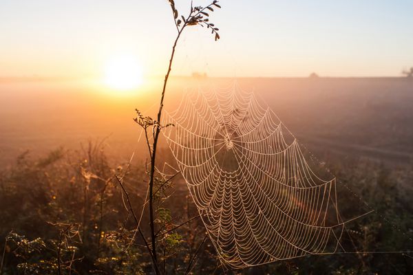تار عنکبوت در برابر طلوع خورشید در مزرعه مه ها را پوشانده است