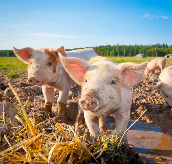 دو بچه خوک در مزرعه ای بیرون در یک مزرعه خوک در دالارنا سوئد ایستاده اند