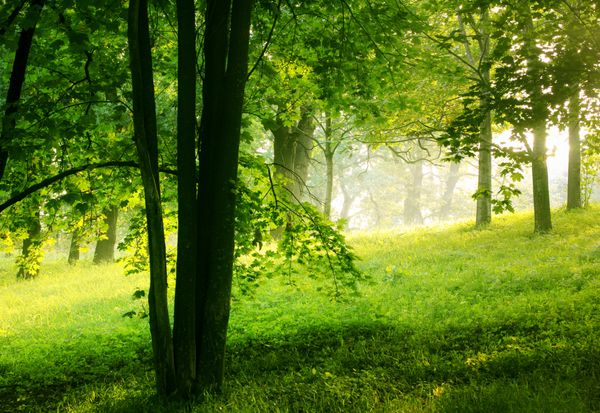 جنگل تابستانی سبز - پس زمینه طبیعی