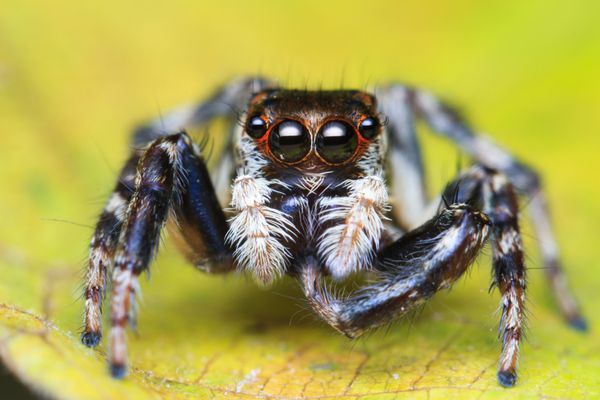 عنکبوت پرش در حال خاراندن پای خود