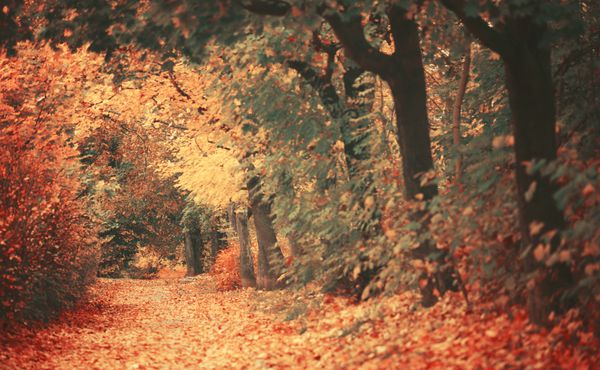 جنگل رویایی پاییزی زیبا با مسیر پیاده روی
