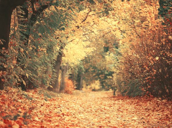 جنگل رویایی پاییزی زیبا با مسیر پیاده روی