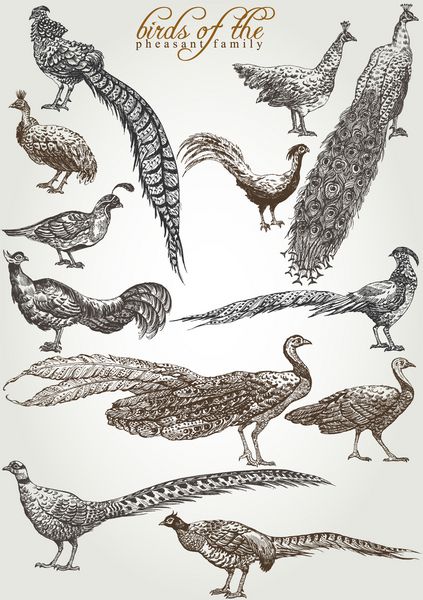مجموعه وکتور نقاشی دستی پرندگان خانواده قرقاول