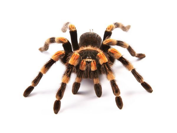 رتیل زانو قرمز مکزیکی Brachypelma smithi زن عنکبوتی