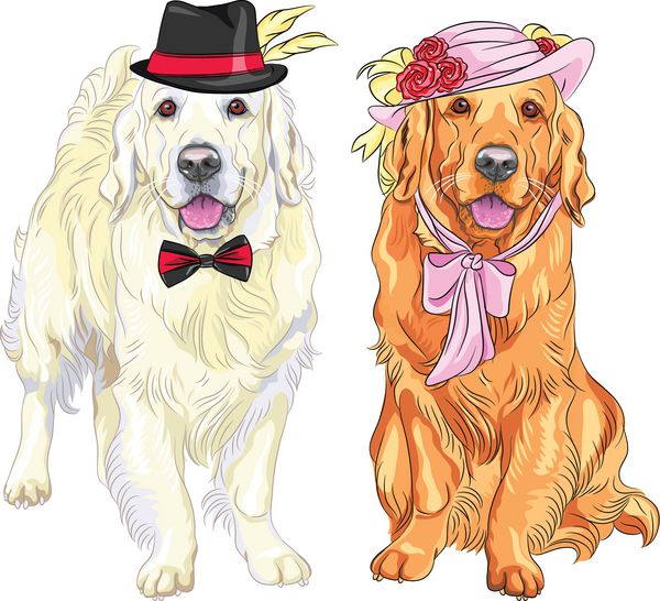 وکتور جفت سگ هیپستر آقای لابرادور سفید با کلاه و پاپیون و خانم لابرادور قرمز با کلاه با گل و روبان و پاپیون در گردن