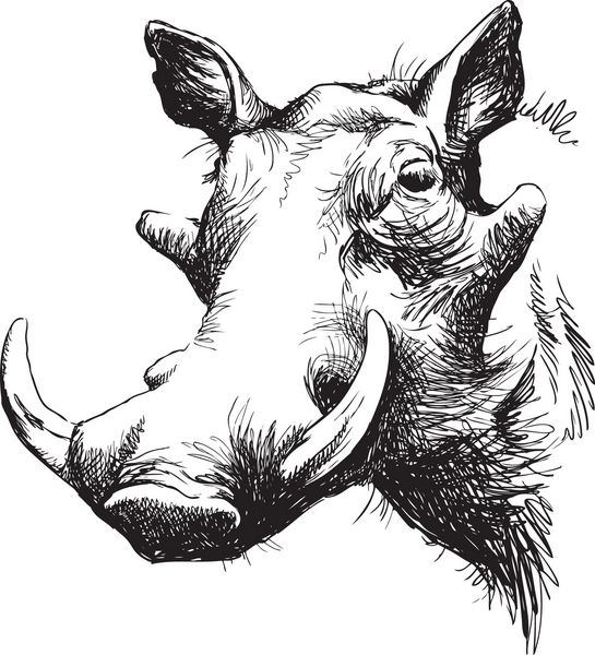 وکتور سیاه و سفید طراحی خطی از صورت Warthog