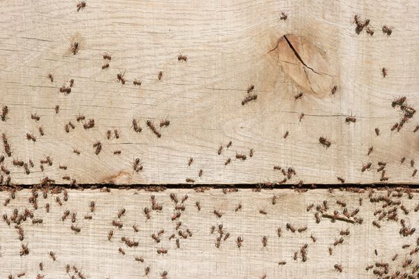 مورچه ها در حال حمل اشیا در لانه هستند