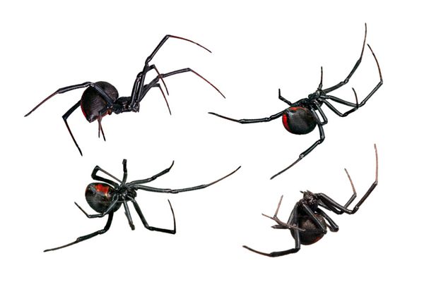 عنکبوت بیوه سیاه پشت قرمز ماده نماهای مختلف جدا شده روی سفید