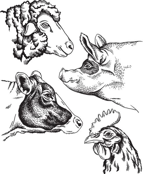طرح های سیاه و سفید از چهره چهار حیوان مزرعه گوسفند مرغ خوک و گاو پرتره های وکتور