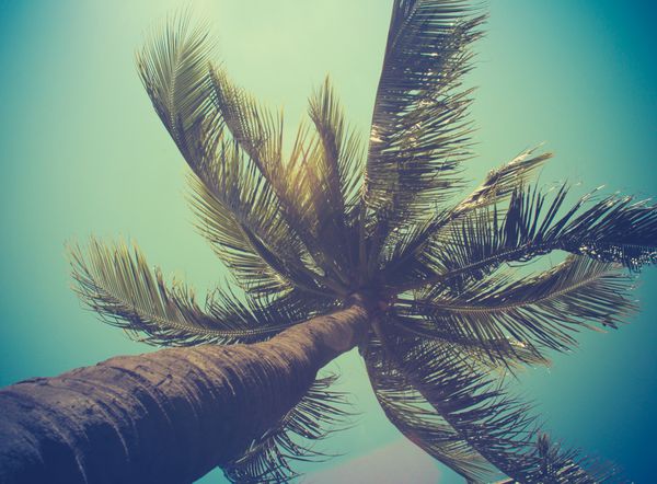 درخت نخل تک فیلتر شده رترو در هاوایی